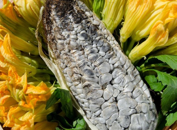 platillos exóticos huitlacoche